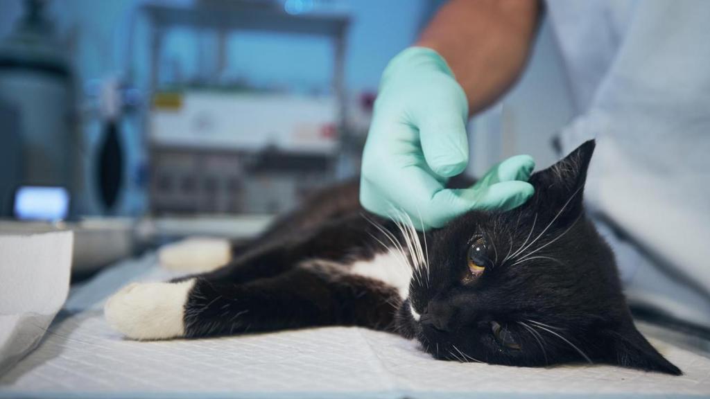 Preparación de un gato para la esterilización.