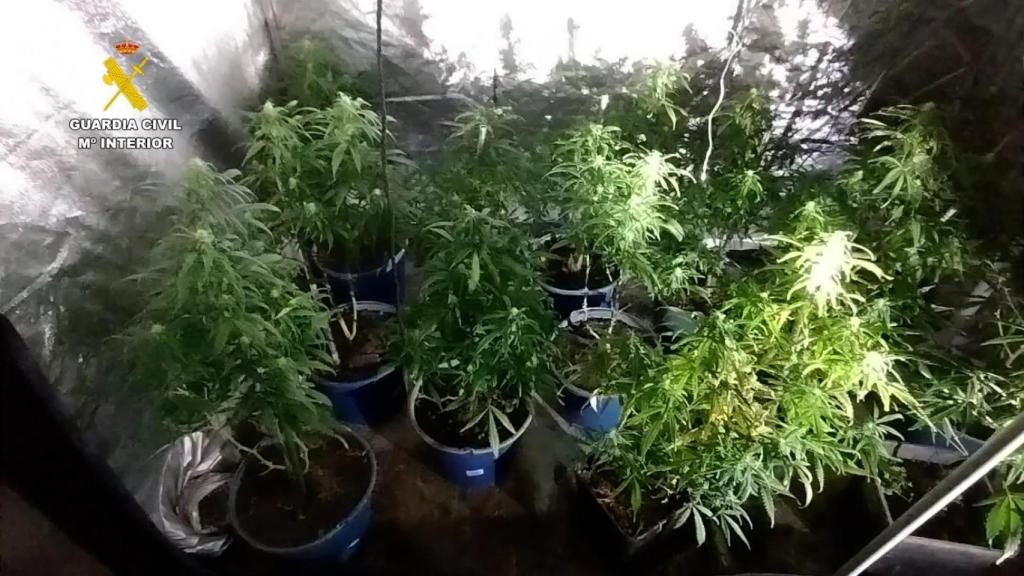 Las plantas de marihuana incautadas