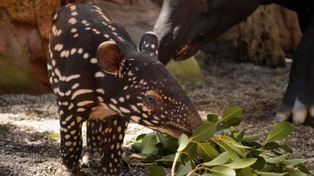 La cría de tapir malayo con su madre.