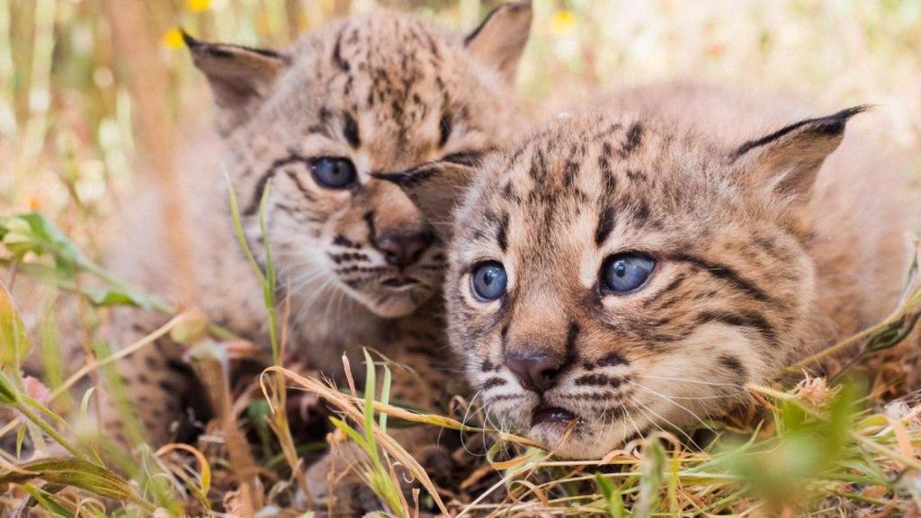 Cachorros de lince nacidos en 2024.
