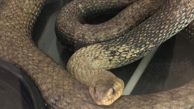 La Policía Local localiza una culebra de tres metros en el motor de un coche en Valencia