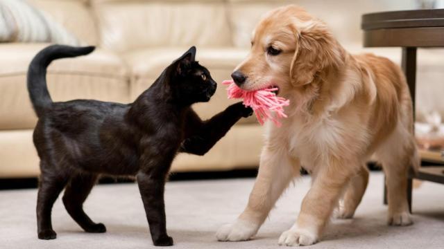 Un perro y un gato jugando
