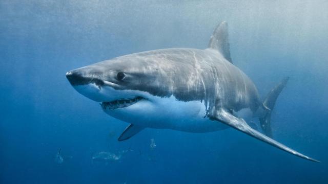 Un tiburón blanco vaga por el océano.