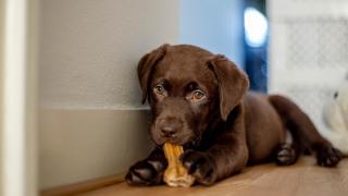 Un cachorro de labrador se entretiene con su nuevo juguete.