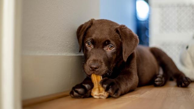 Un cachorro de labrador se entretiene con su nuevo juguete.
