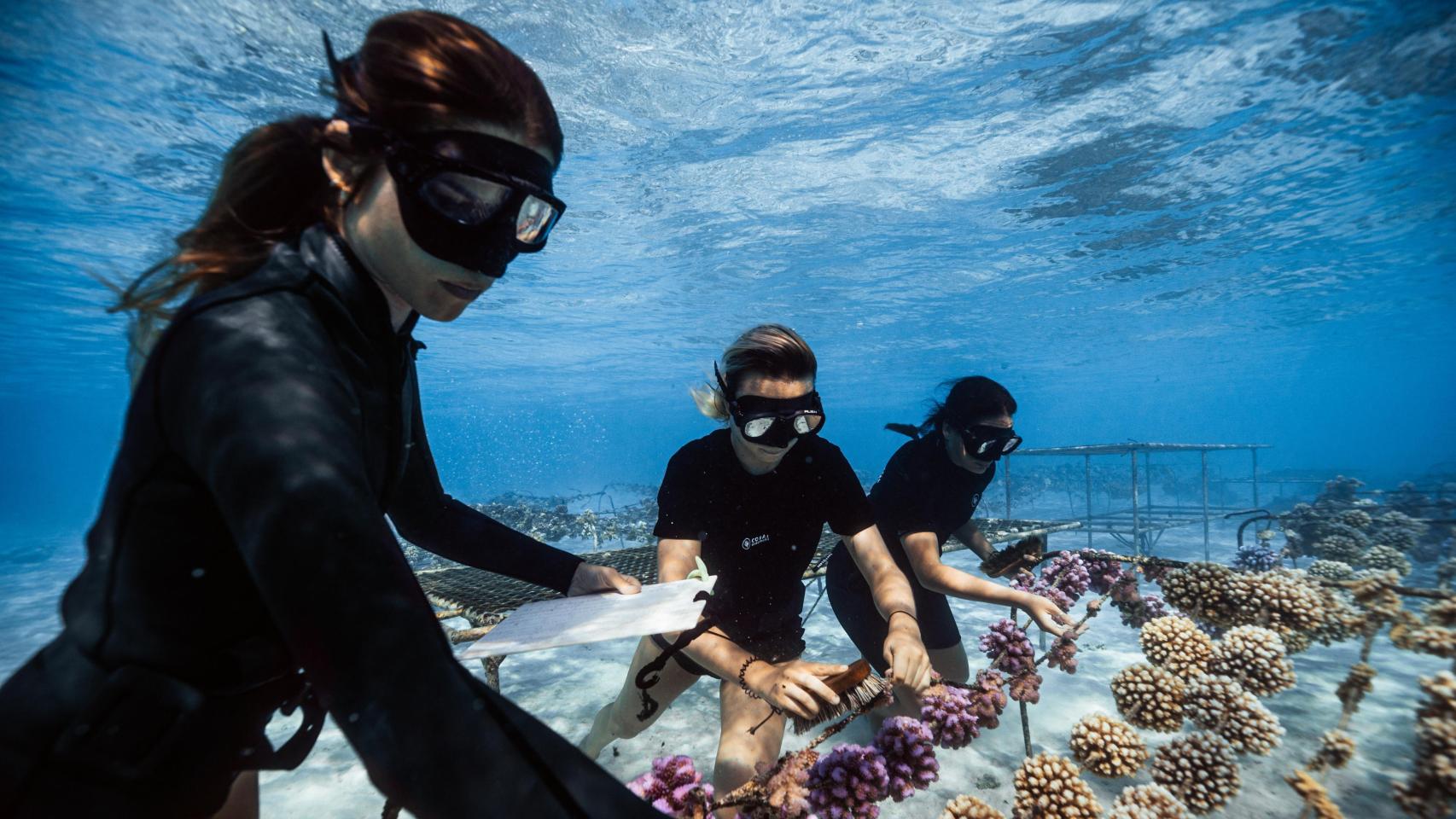 Coral gardeners, los jardineros del océano: la oenegé que cultiva corales en los fondos marinos de la polinesia francesa