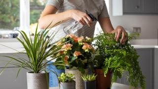 Plantas.