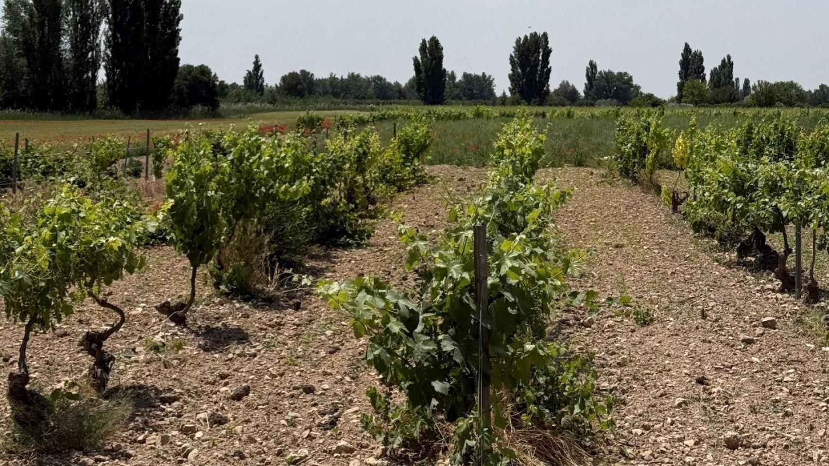 Ni de rioja ni de ribera de duero: así es la uva base de muchos vinos espumosos franceses y alemanes