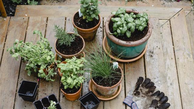 Unas plantas en macetas.