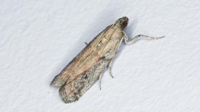Una polilla.