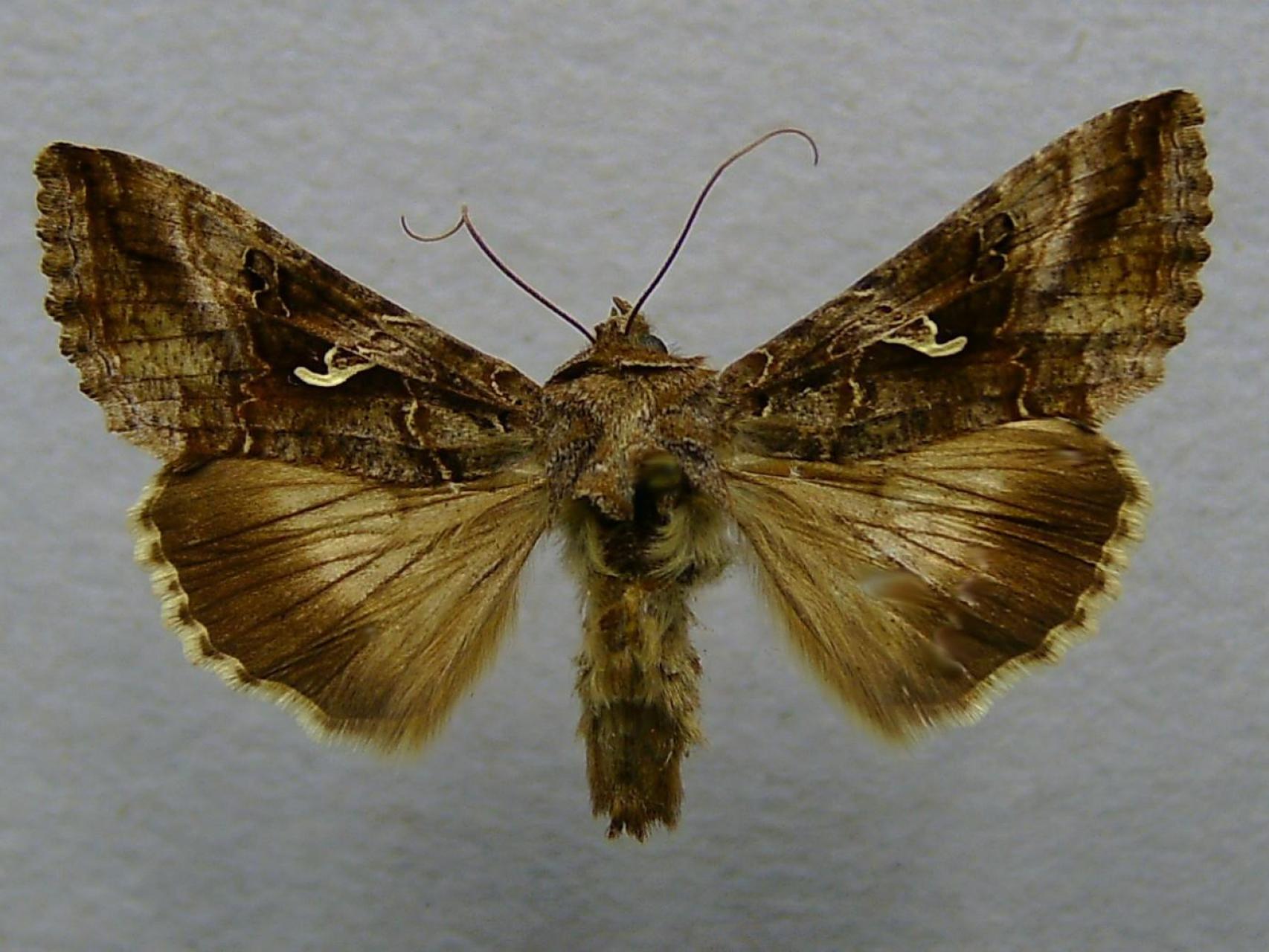 Una plaga de polillas gigantes se extiende por España: "Son enormes, parecen pájaros"