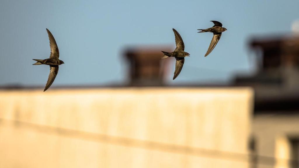 A pesar de ser un ave común, los vencejos se encuentran en peligro de extinción.