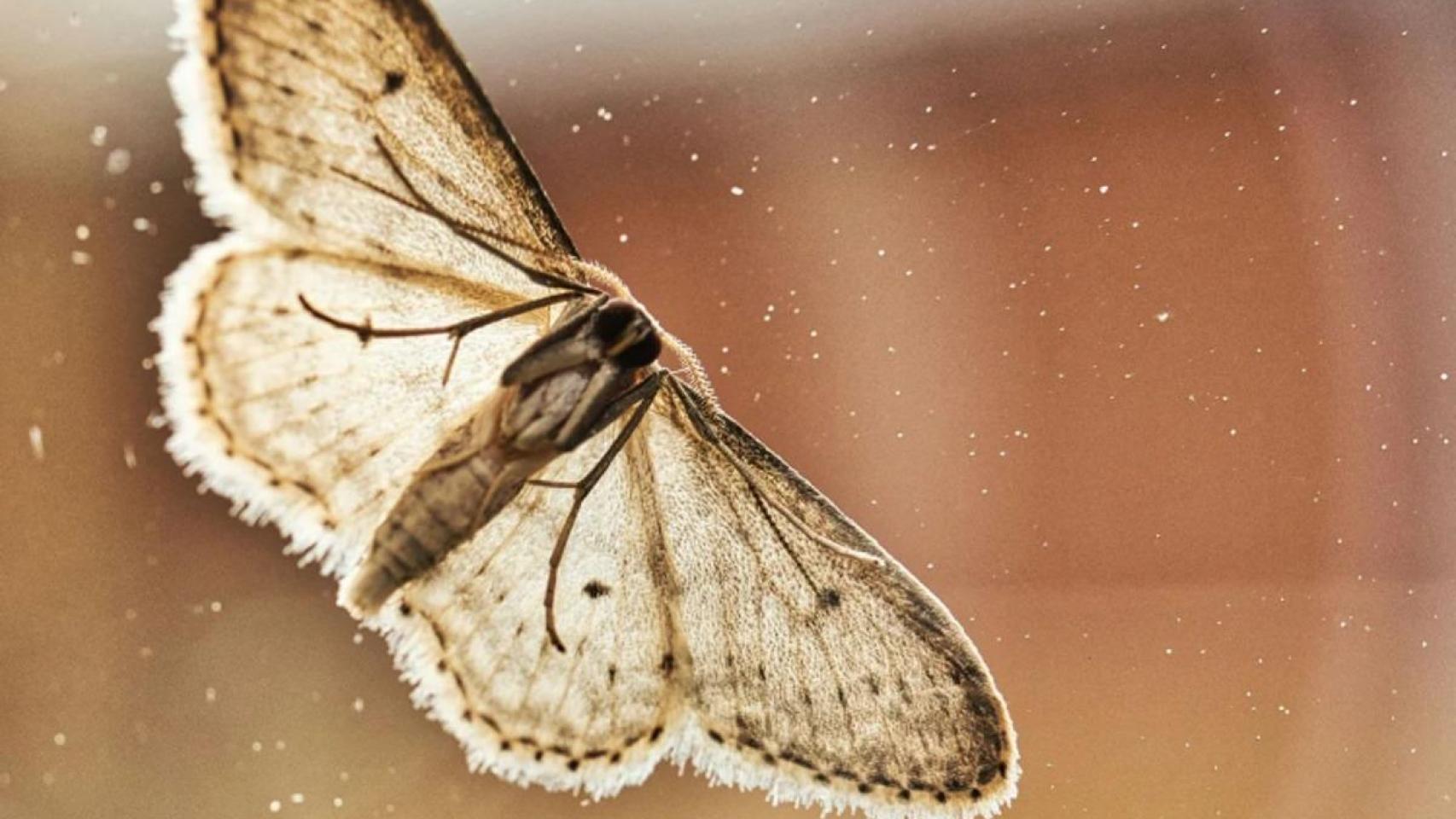 El aviso de los científicos ante la plaga de polillas en España:  Si suben las temperaturas, vamos a ver más 