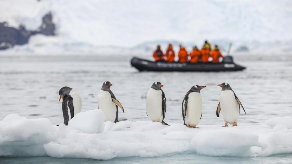 Los pingüinos y las focas son los principales reclamos turísticos de la Antártida, pero su vida peligra por la pérdida de diversidad marina.