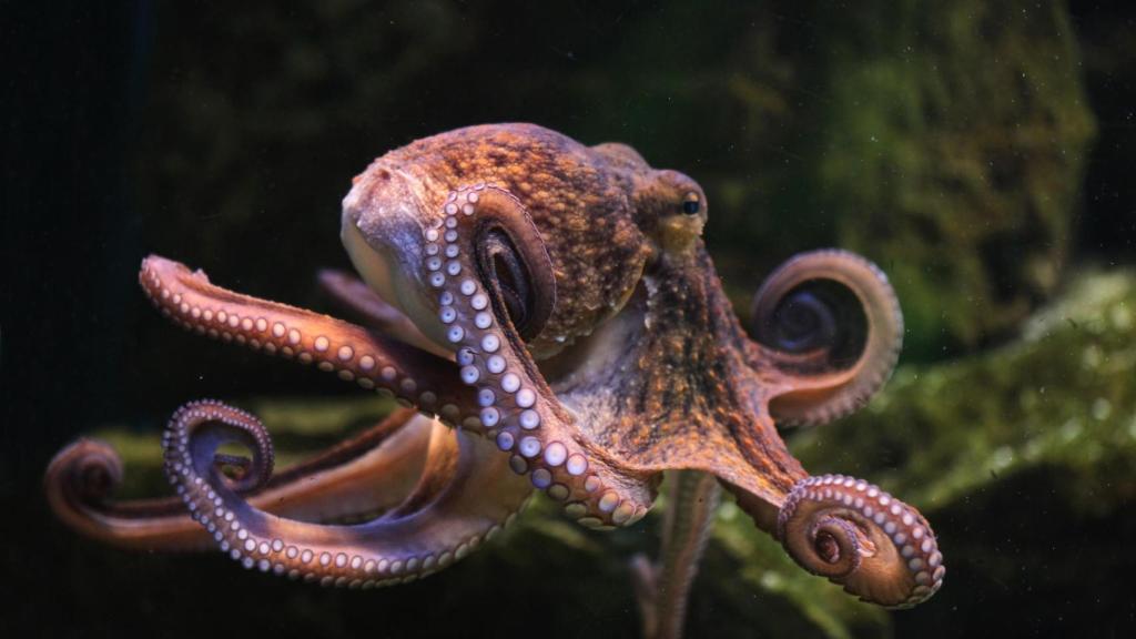 Un pulpo común.