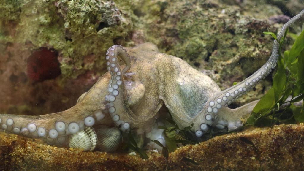 Un pulpo común comiendo almejas.