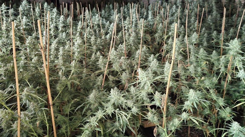 Plantacion-de-marihuana_Fraude-electrico-scaled