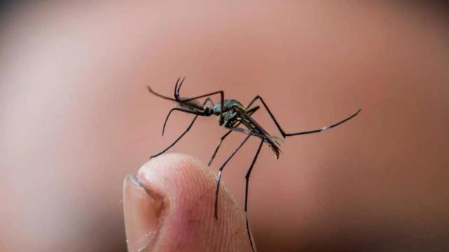 Un ejemplar de mosquitos Aedes, vector de transmisión del dengue, el chikungunya y el Zika.