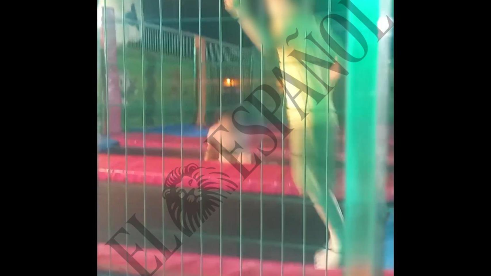 El vídeo previo al accidente que terminó con la vida de Amira, la niña de 2 años electrocutada en Murcia:  Dios cogerá al feriante 
