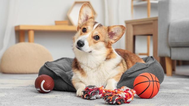 Un perro raza Corgi