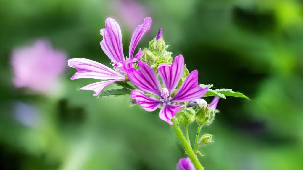 Malva