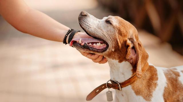 Una persona acaricia a un perro.