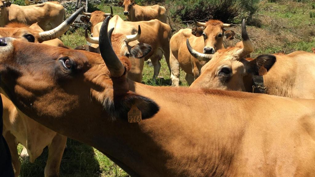 Las vacas de Vacum.
