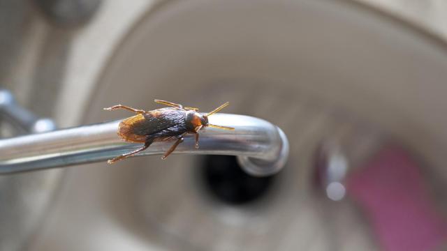 Una cucaracha en el fregadero de la cocina.