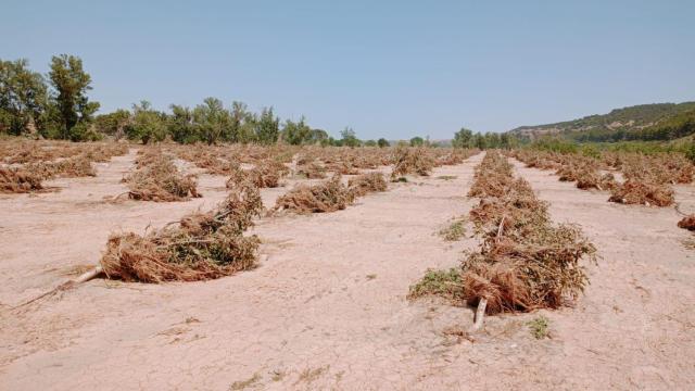 Campo de nogales tras el paso de la tormenta