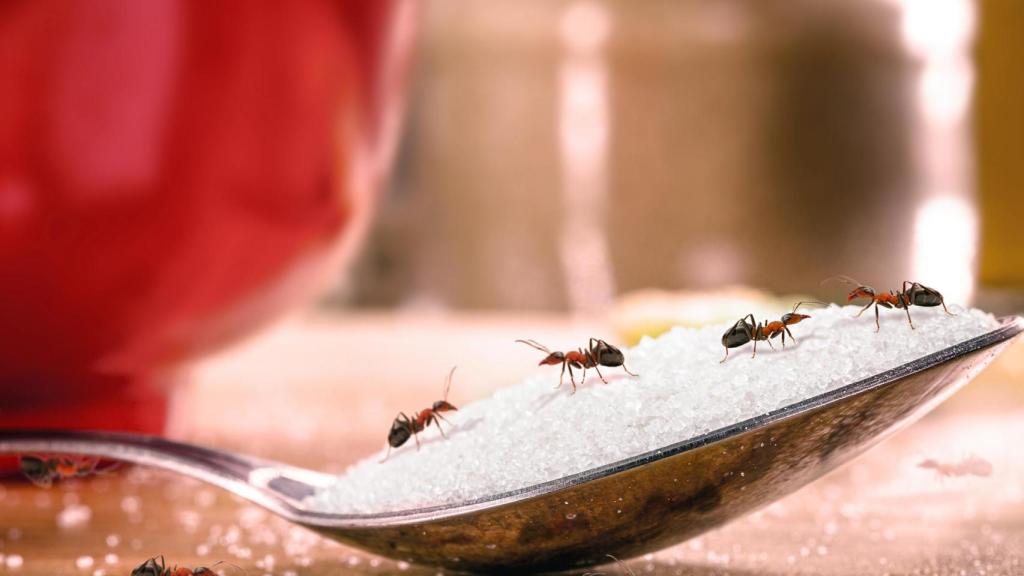 Una fila de hormigas sobre una cucharada de azúcar