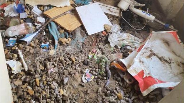 Lugar en el que estaba abandonado el perro.