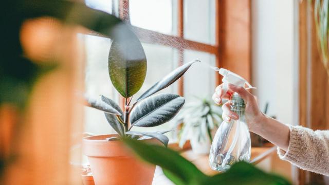 Aplicación de vinagre casero para limpiar las hojas de una planta.