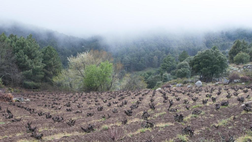 Los viñedos de 4 Monos Viticultores.
