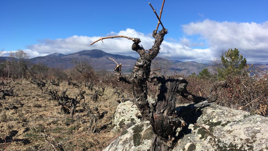 Viñas de Aguja del Fraile.