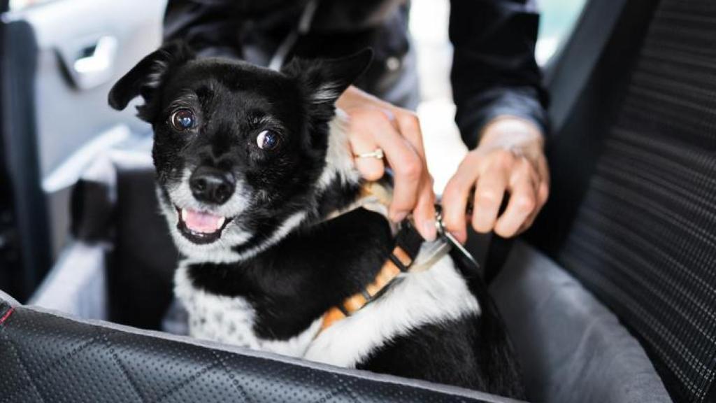 Un perro atado con cinturón de seguridad al asiento del coche.