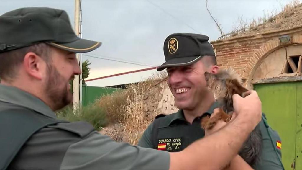 Lucas, el yorkshire que avisó a la Guardia Civil para salvar a su dueño.