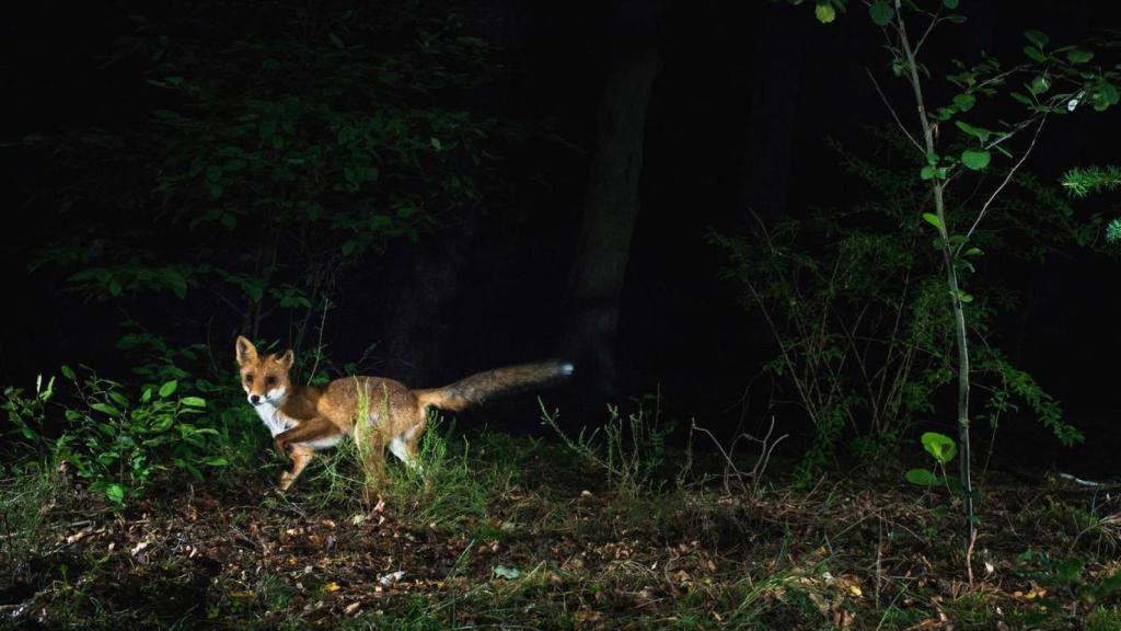 Zorro rojo en el bosque captura a través del fototrampeo.