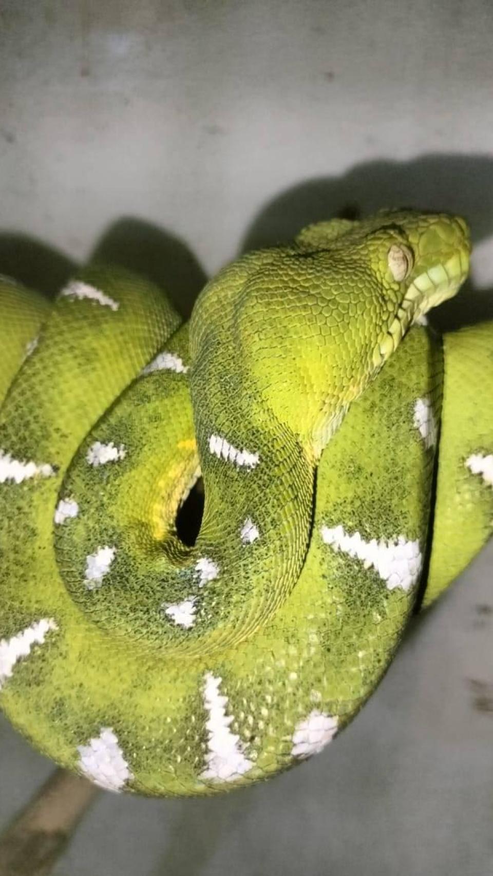Una boa esmeralda encontrada en el zoocriadero de Juan Ramón.