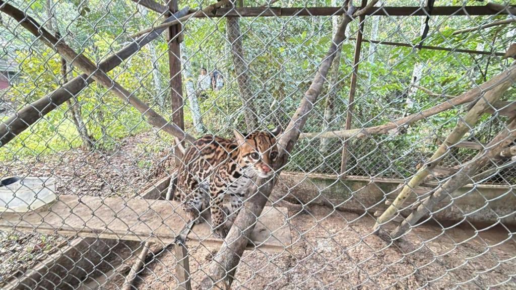 Un felino encontrado en el zoocriadero de Juan Ramón.