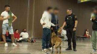 Perro policia en búsqueda de drogas en la estación de autobuses en Pamplona.