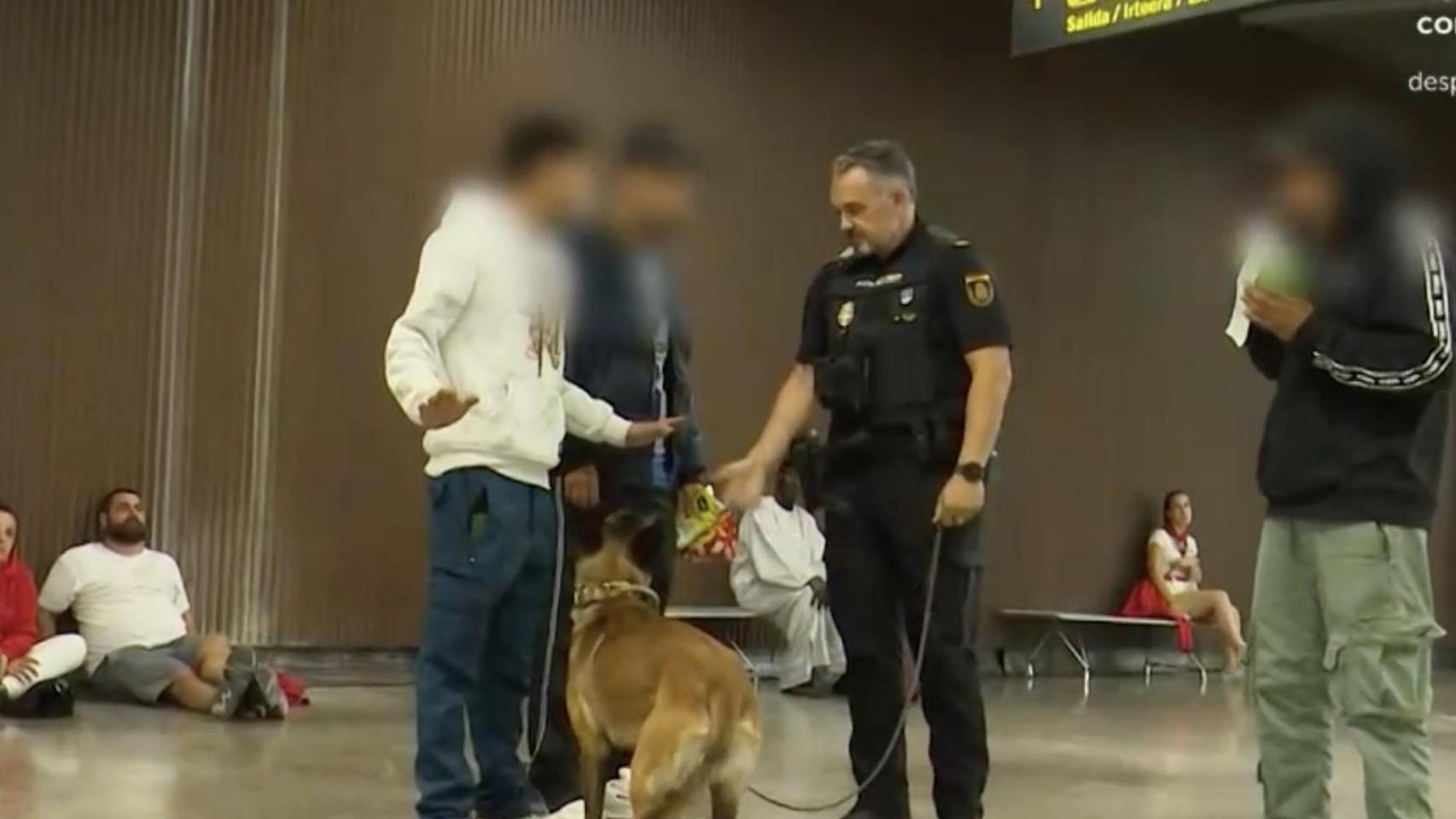 Perro policía en búsqueda de drogas en la estación de autobuses en Pamplona.