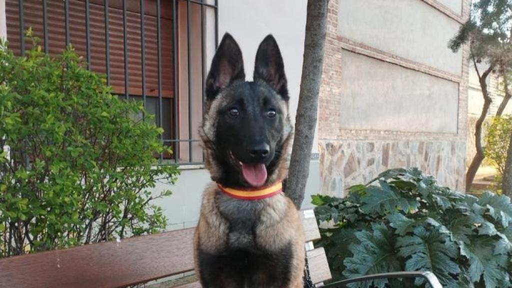 Duna es la perra antidroga de la Policía Local de Añover de Tajo.