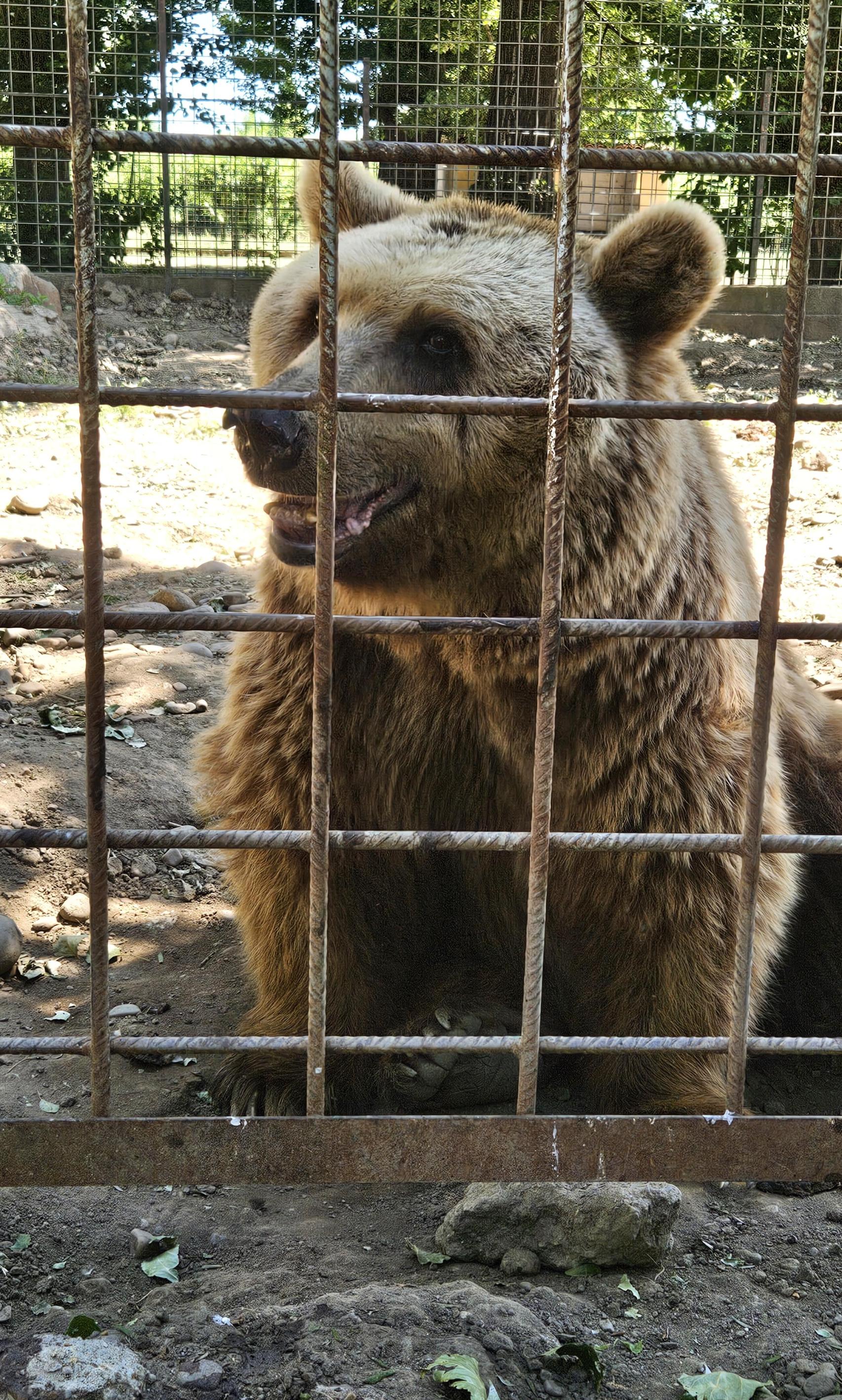 Uno de los osos rescatados de su cautiverio en León