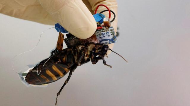 Cucaracha cyborg