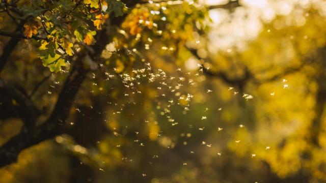 Mosquitos, virus y globalización: la salud también viaja en verano