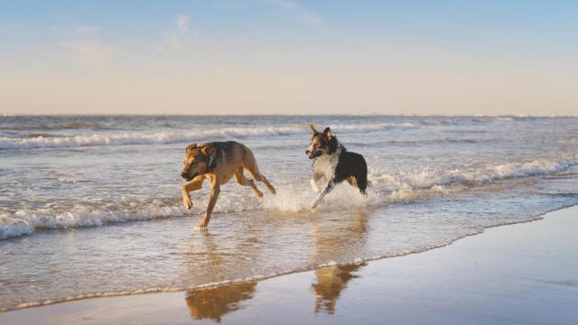 Dos perros corriendo por el agua de una playa.