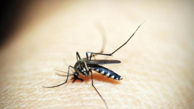 Detalle de un mosquito.