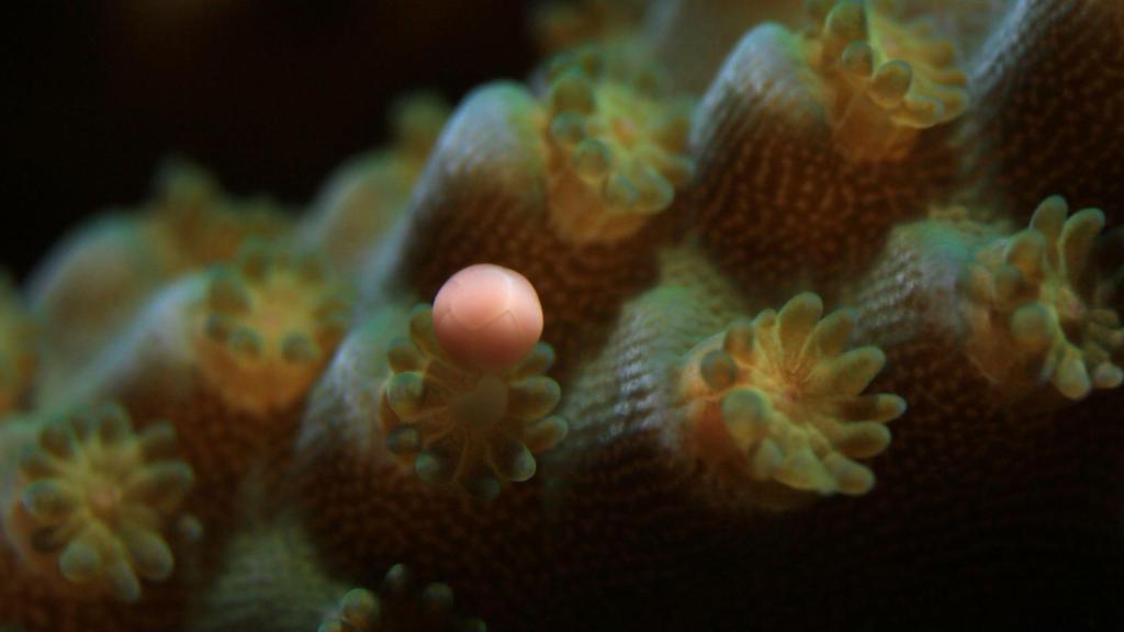 Pólipo de Acropora tenuis liberando un paquete de óvulos y esperma durante el desove 'ex situ'.