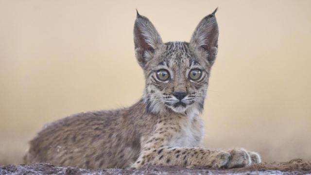 Una cría de lince ibérico nacida en España en el seno del programa LIFE.