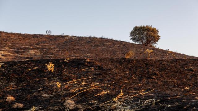 Los vestigios del incendio forestal del domingo 20 de julio en La Torre de Esteban Hambrán (Toledo).